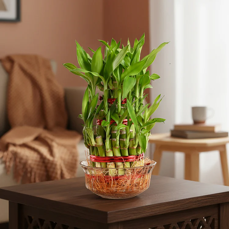Lucky Bamboo Plant - Image 2