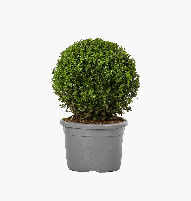 Minim Veniam - Image 5