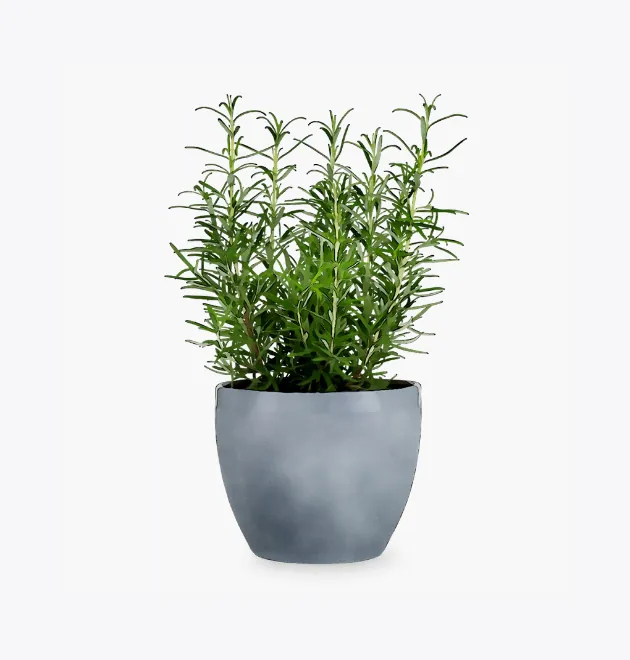 Minim Veniam - Image 4