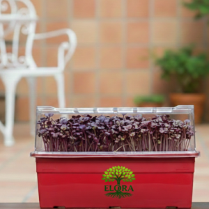 Microgreens Growing Tray