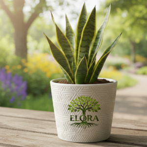 Snake Plant - Futura Superba