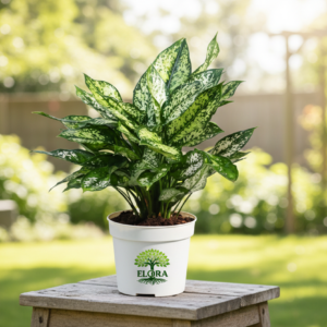 Aglaonema Snow White Plant