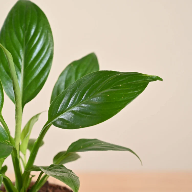 Peace Lily Plant - Image 2